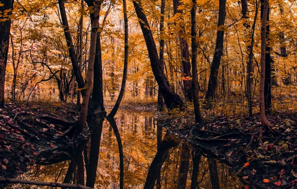 Картинка осень, лес, деревья, пейзаж, природа, отражение, река, опавшие листья