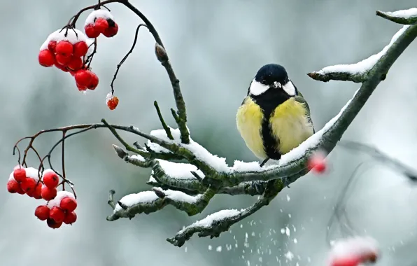 Картинка снег, ветки, природа, ягоды, птица, синица