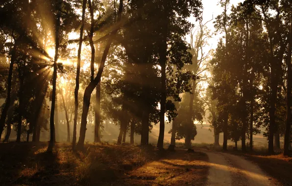 Картинка дорога, лес, солнце, лучи, свет, природа, утро, окраина