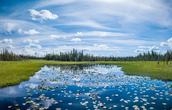 Картинка лес, листья, озеро, пруд, берег, ели, водоем, голубое небо