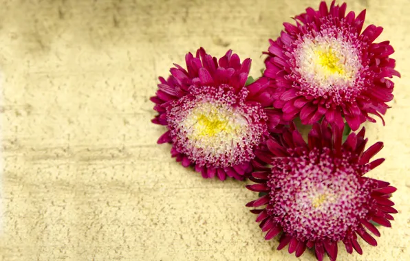 Цветы, flowers, астры, asters