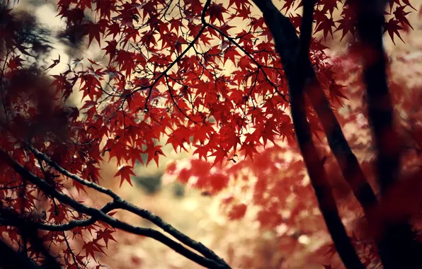 Red, trees, autumn, leaves, leaf