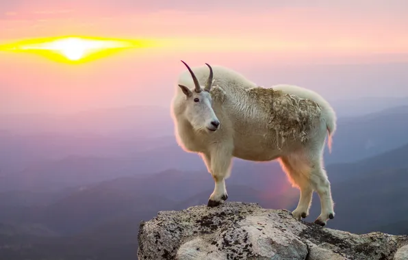 Mountain, sunrise, козёл, goat