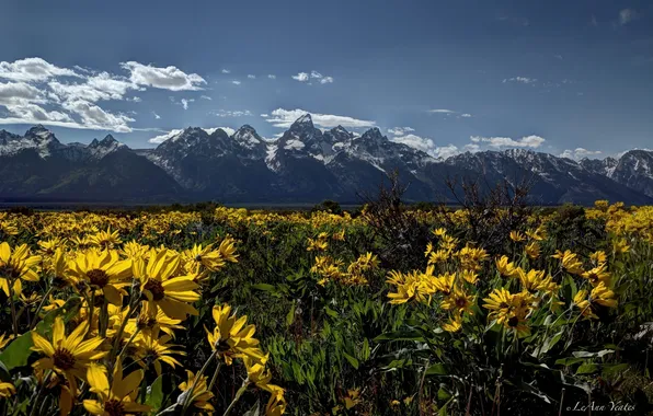 Цветы, луг, Вайоминг, Wyoming, Гранд-Титон, Grand Teton National Park, Скалистые горы, Rocky Mountains