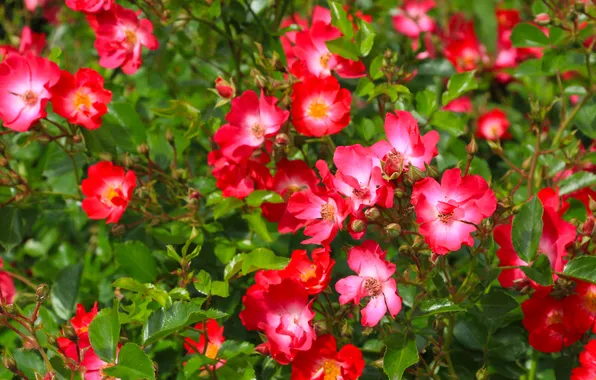 Red, flower, roses