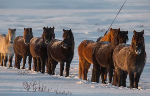 Зима, снег, кони, лошади, Исландия, Iceland