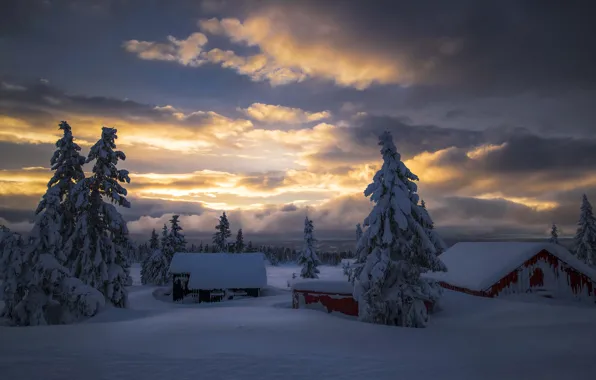 Картинка зима, небо, облака, снег, деревья, природа, туман, рассвет