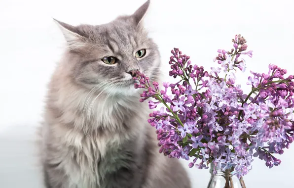 Кошка, кот, взгляд, цветы, поза, бутылка, букет, белый фон