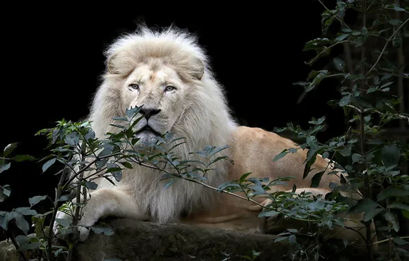 Картинка animal, big cat, male lion