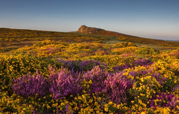 Картинка трава, цветы, холмы, Англия, Мур