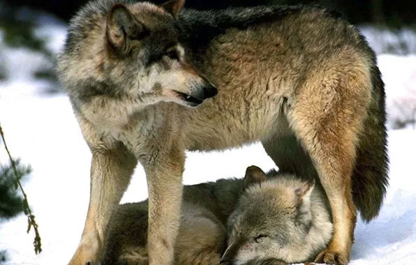 Nature, predator, animal, wolf, wildlife, portrait, portrait., Canis lupus. face