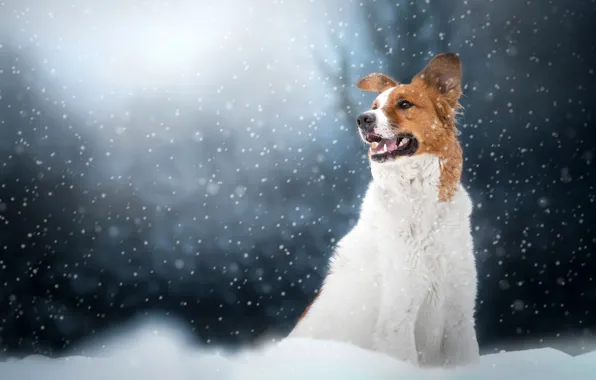 Зима, снег, собака