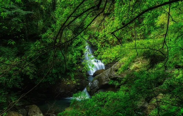 Картинка фото, Природа, Скала, Ветки, Мох, Тайвань, Waterfall, Водопады