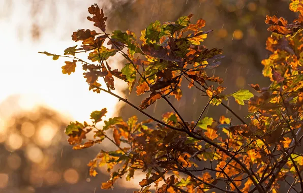Картинка осень, листья, капли, дождь, дерево, желтые, дуб, крона