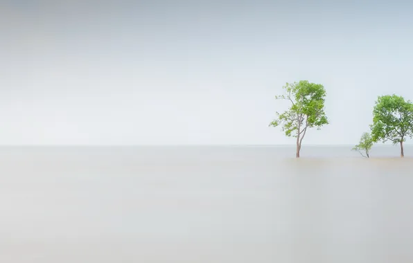 Картинка море, фон, дерево
