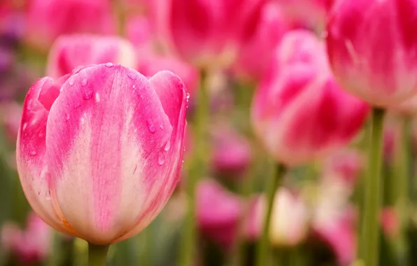 Макро, цветы, Pink Tulips