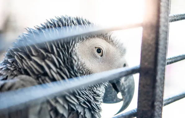 Bird, eye, beak