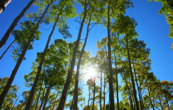 Картинка небо, солнце, Деревья, sky, trees, sun