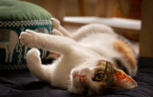 Кошка, кот, взгляд, поза, лапки, лежит, мордашка, пуфик