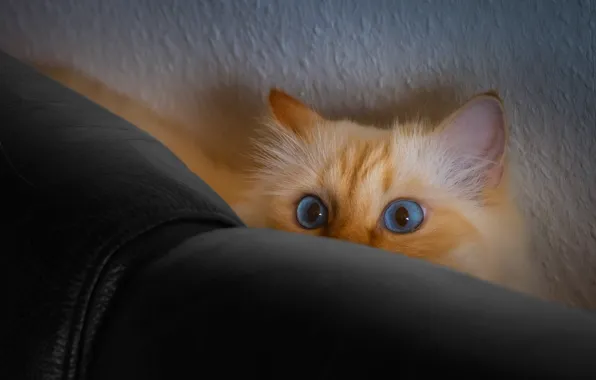 Кошка, глаза, кот, взгляд, поза, диван, стена, спинка