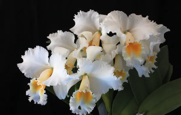 Картинка макро, белые, черный фон, орхидеи