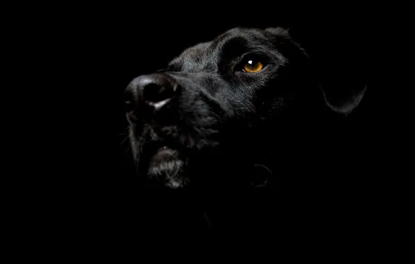 Морда, собака, уши, Dog, пёс