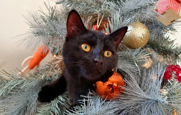 Зима, кошка, кот, взгляд, морда, шарики, ветки, праздник