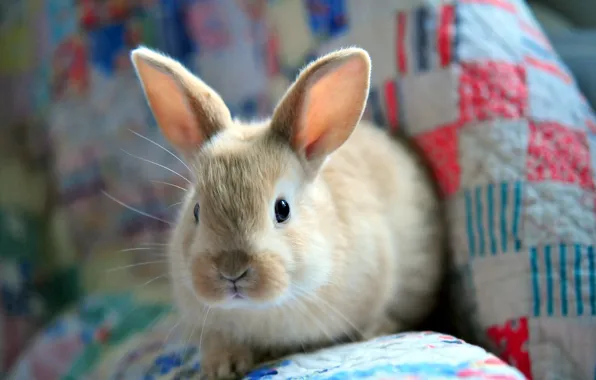 Картинка заяц, пушистый, кролик