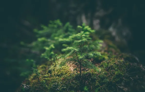 Картинка Природа, Деревья, Лес, Nature, Forest, Trees