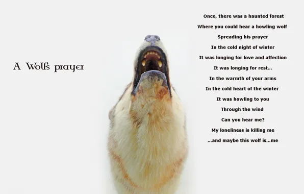 Картинка wolf, story, prayer, a wolf prayer quotes