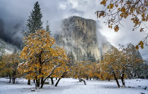 Snow, Black Oak Soaked, El Capitan Meadow