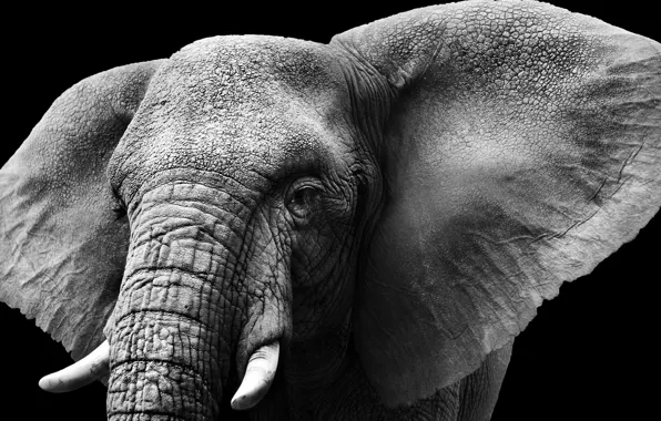 Elephant, ears, ivory, tusks