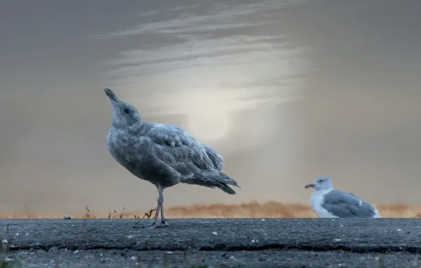 Птицы, природа, howling seagull
