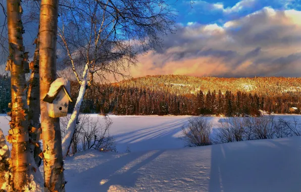 Зима, снег, деревья, пейзаж, закат, природа, холм, Канада