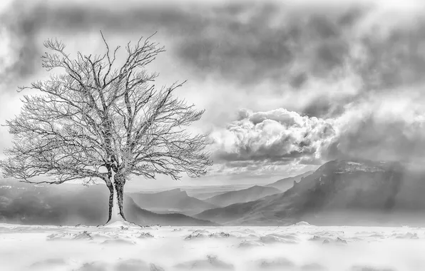Снег, горы, туман, дерево