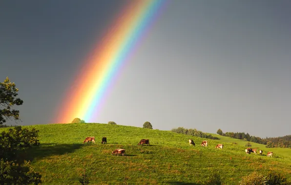 Картинка небо, радуга, коровы