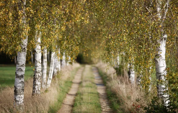Картинка дорога, осень, берёзы