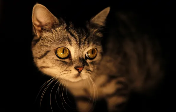 Картинка кошка, глаза, взгляд