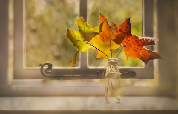 Картинка осень, листья, окно