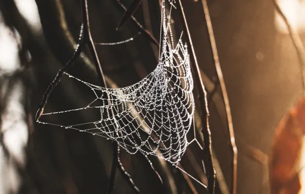 Spider, macro, web