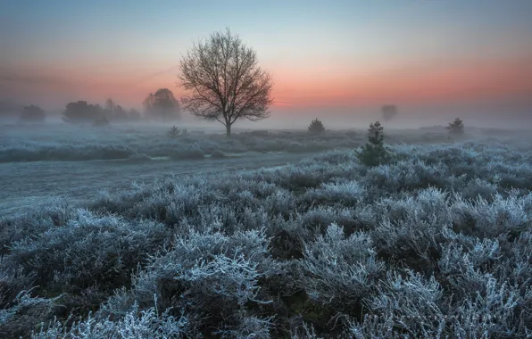 Картинка иней, деревья, природа, весна, утро, Нидерланды, кусты, изморозь