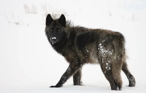 Картинка grey, winter, predator, pack, canine, black wolf on white snowy field