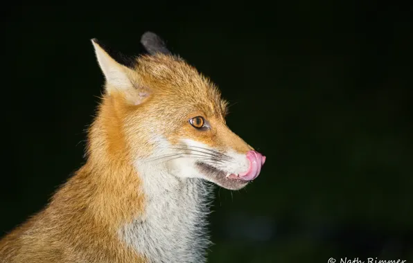 Лиса, лис, чёрный фон