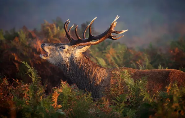 Картинка лес, природа, олень, red, forest, nature, animal, deer