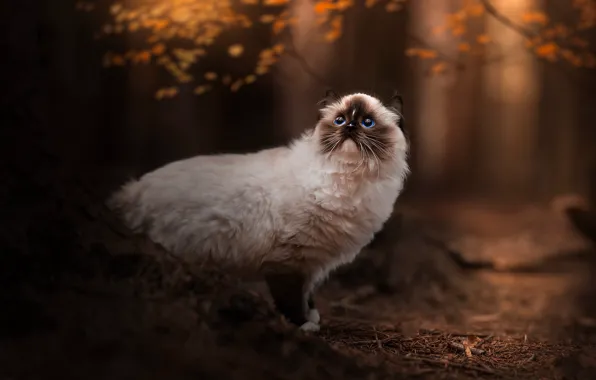 Осень, лес, кошка, кот, взгляд, листья, ветки, природа
