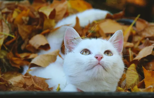 Осень, кошка, взгляд, поза, котенок, листва, мордашка
