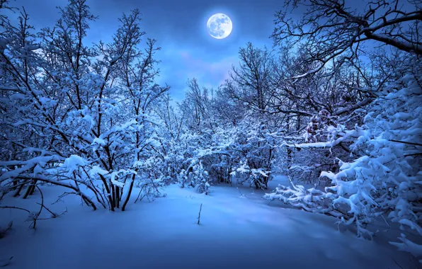 Картинка зима, снег, деревья, природа, елка, Новый год, Nature, new year