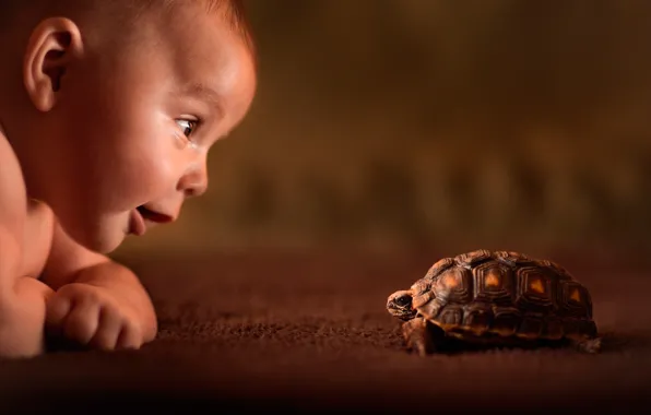 Взгляд, черепаха, ребёнок, любопытство