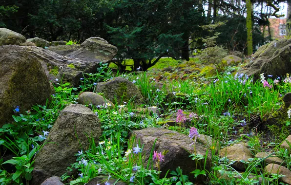 Park, stones, plant, moss