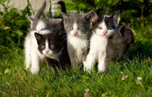 Котята, grass, травка, kittens